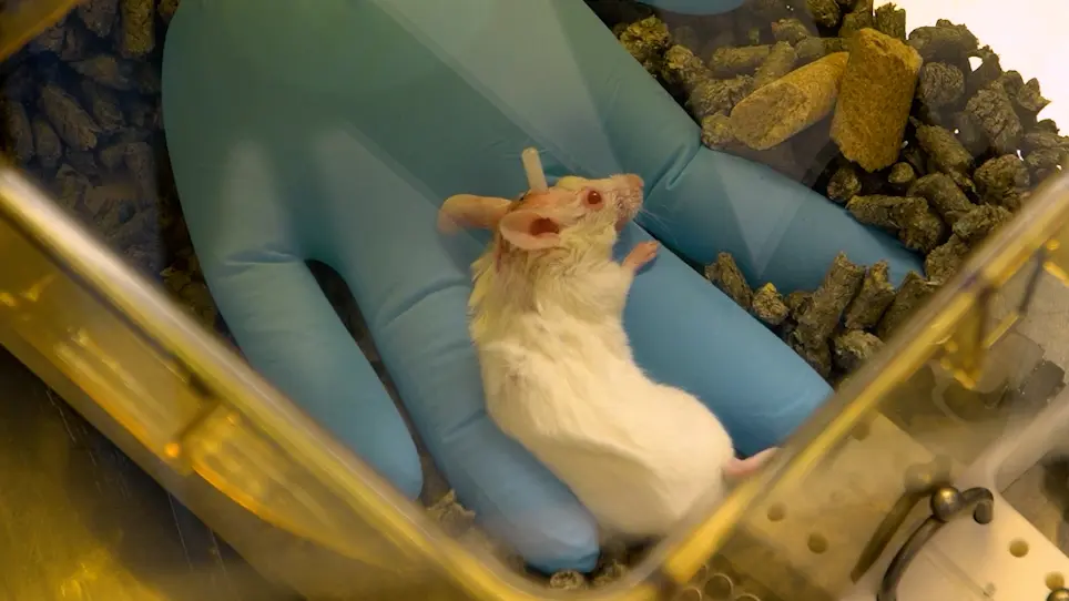 A Murine Ommaya Xenograft Model to Study Direct-Targeted Therapy of Leptomeningeal Disease