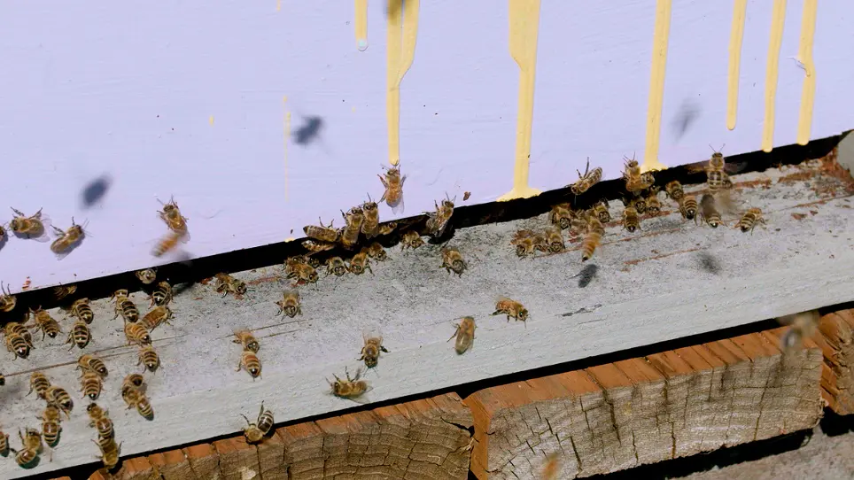 Collection and Identification of Pollen from Honey Bee Colonies