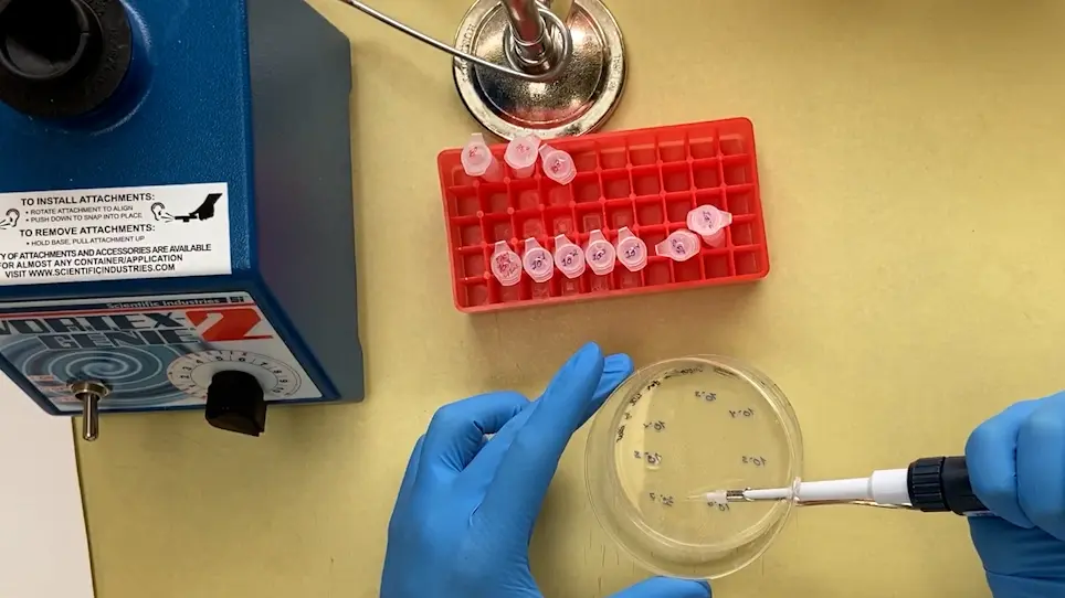 Assessing Biofilm Dispersal in Murine Wounds