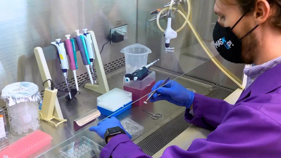 Isolation and Time-Lapse Imaging of Primary Mouse Embryonic Palatal Mesenchyme Cells to Analyze Collective Movement Attributes