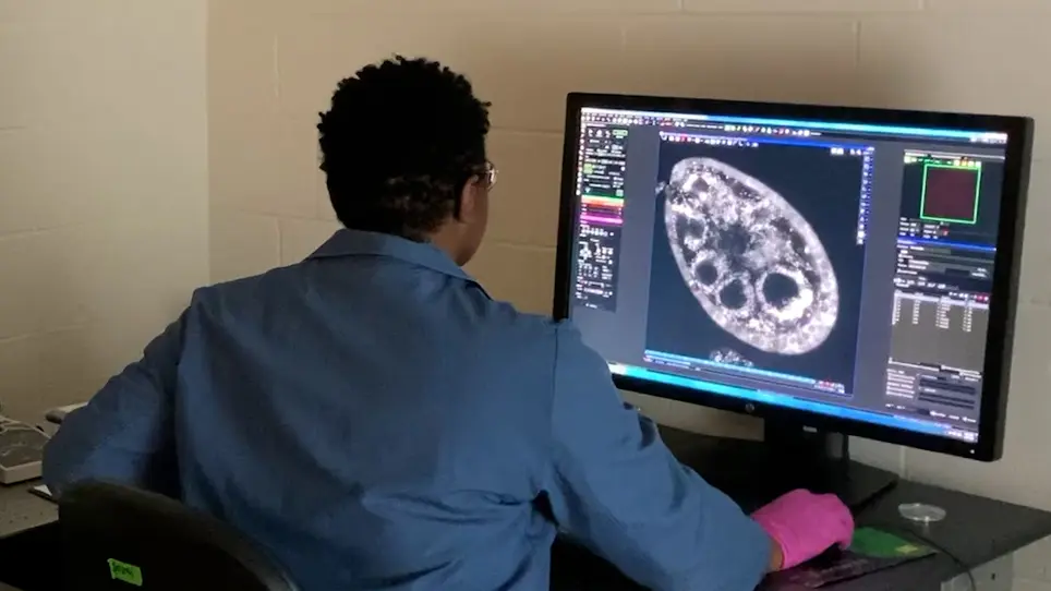 Visualizing the Effects of Oxidative Damage on Drosophila Egg Chambers using Live Imaging
