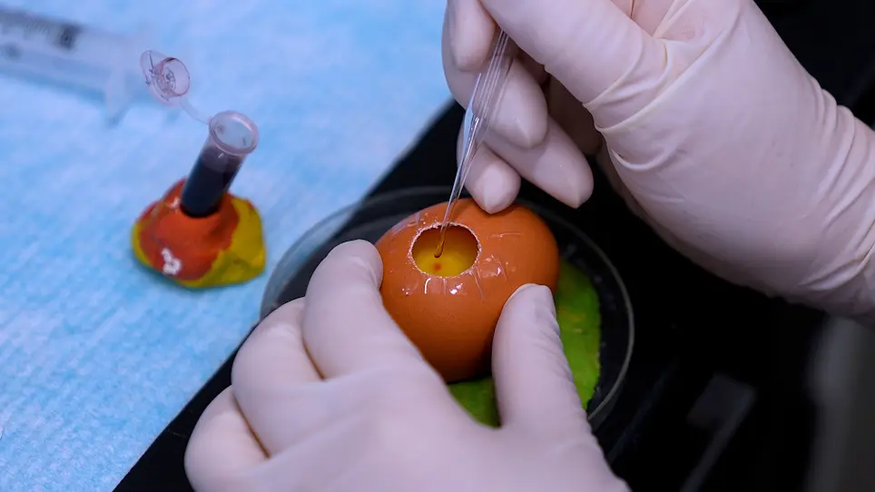 Creating Avian Forebrain Chimeras to Assess Facial Development
