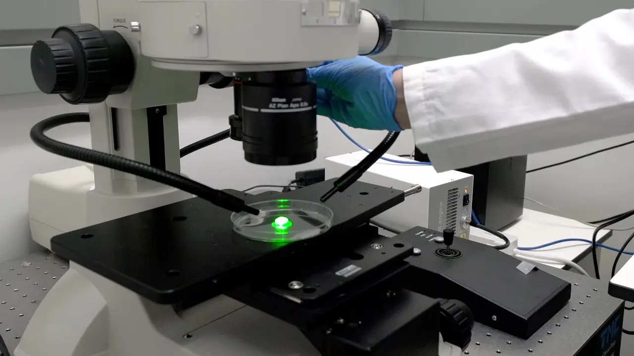 Modeling Brain Metastasis Via Tail-Vein Injection of Inflammatory Breast Cancer Cells