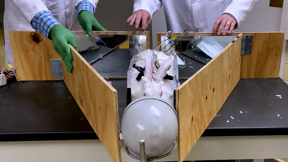 Multi-system Monitoring for Identification of Seizures, Arrhythmias and Apnea in Conscious Restrained Rabbits