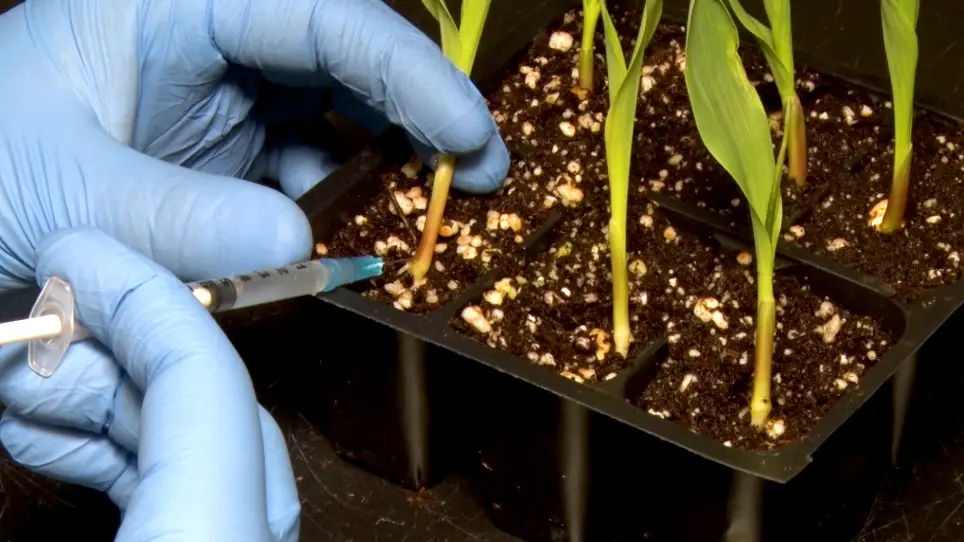 Direct Agroinoculation of Maize Seedlings by Injection with Recombinant Foxtail Mosaic Virus and Sugarcane Mosaic Virus Infectious Clones