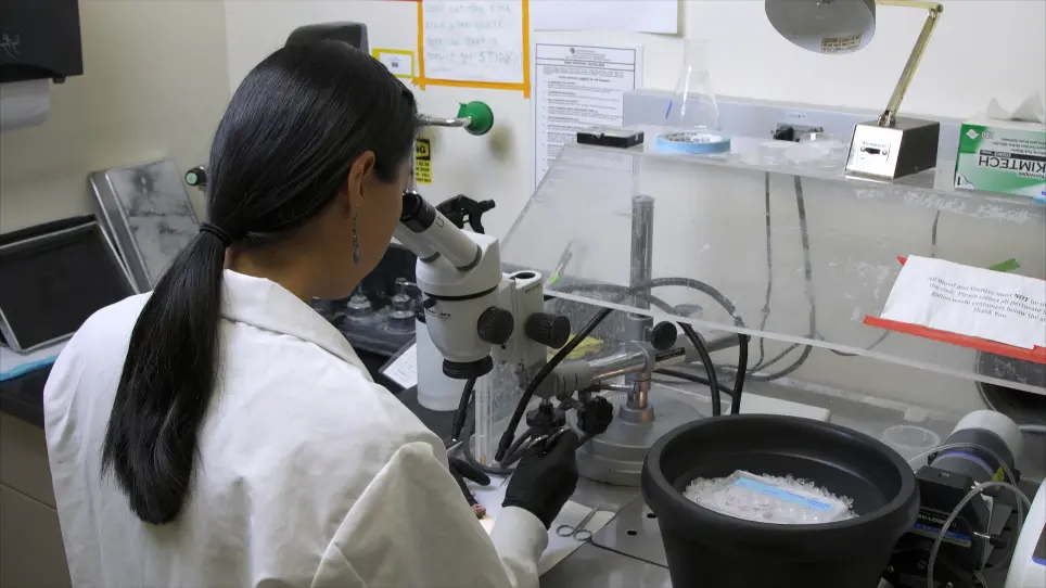 Generation and Culture of Lingual Organoids Derived from Adult Mouse Taste Stem Cells