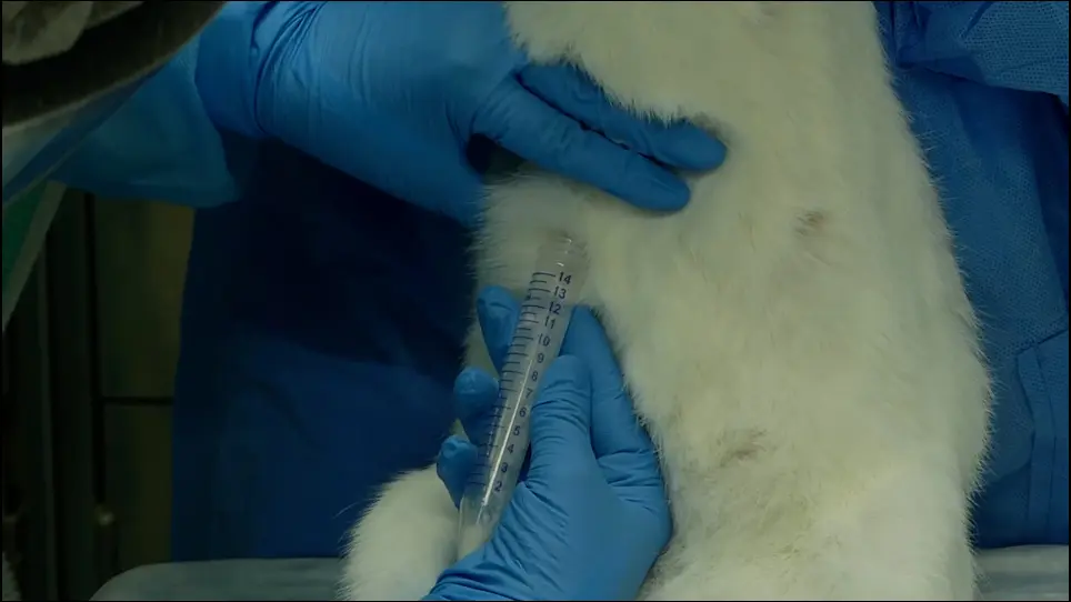 Intranasal Immunization and Milk Collection in Studies of Maternal Immunization in New Zealand White Rabbits (<em>Oryctolagus cuniculus</em>)