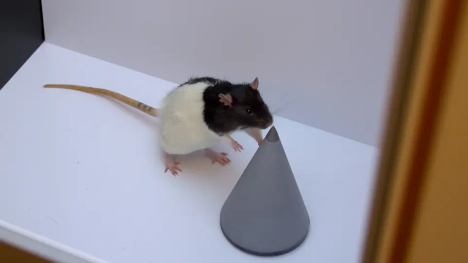 A Within-Subject Experimental Design using an Object Location Task in Rats