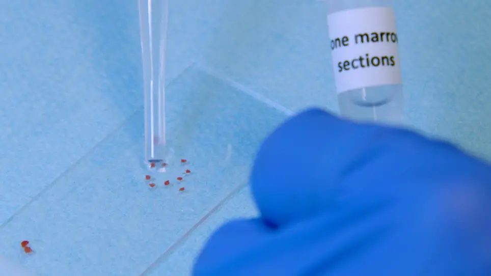 Proplatelet Formation Dynamics of Mouse Fresh Bone Marrow Explants