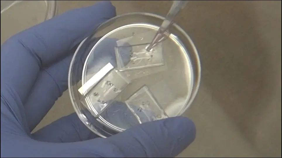 Developing 3D Organized Human Cardiac Tissue within a Microfluidic Platform
