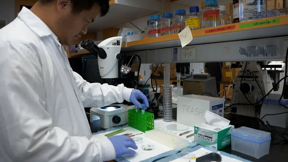 Planarian Ovary Dissection for Ultrastructural Analysis and Antibody Staining