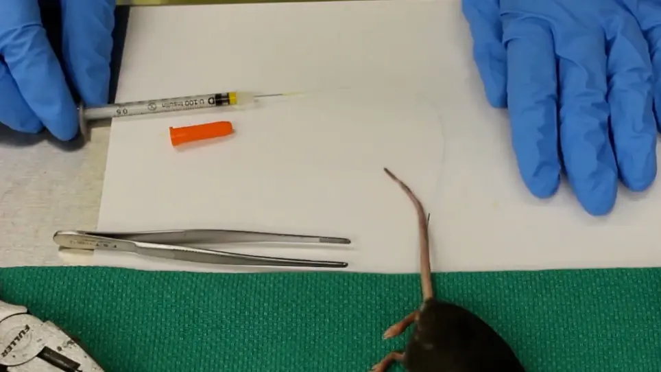 Brain Pericyte Calcium and Hemodynamic Imaging in Transgenic Mice <em>In Vivo</em>