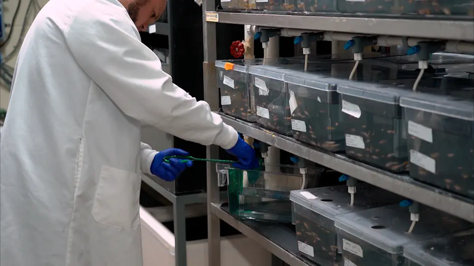 Shuttle Box Assay as an Associative Learning Tool for Cognitive Assessment in Learning and Memory Studies using Adult Zebrafish