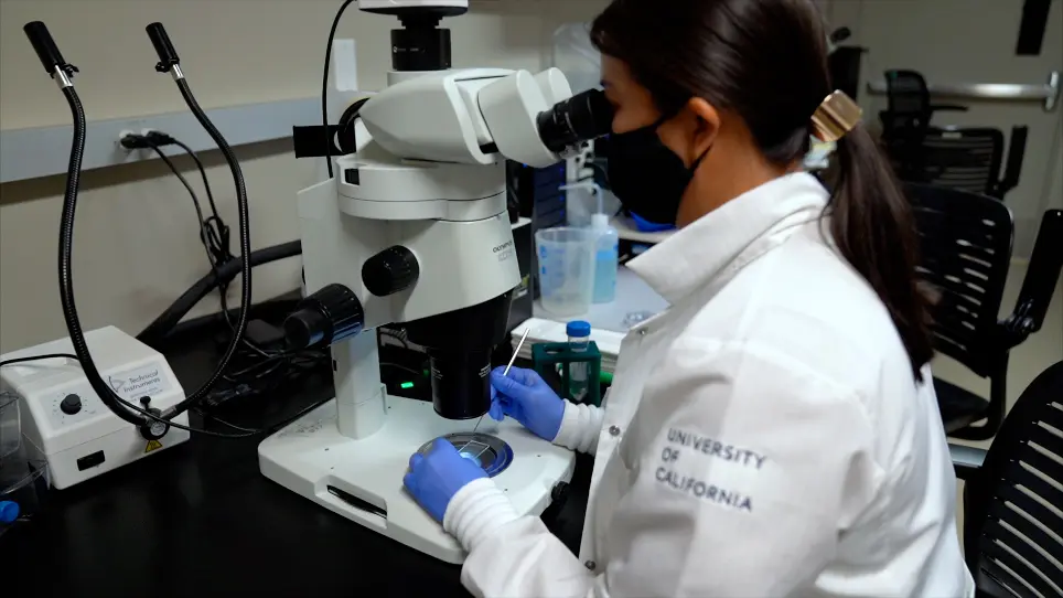 Light-Induced GFP Expression in Zebrafish Embryos using the Optogenetic TAEL/C120 System