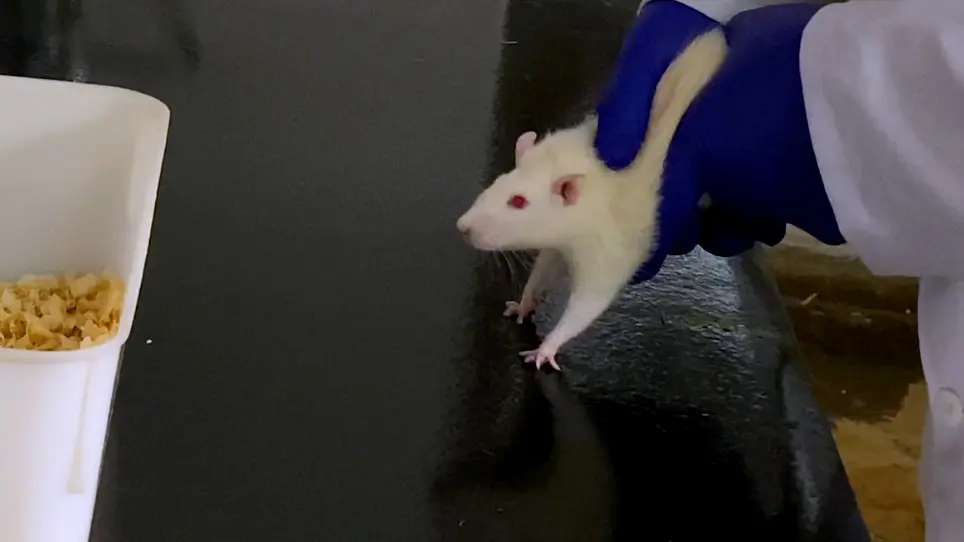 The 6-hydroxydopamine Rat Model of Parkinson's Disease