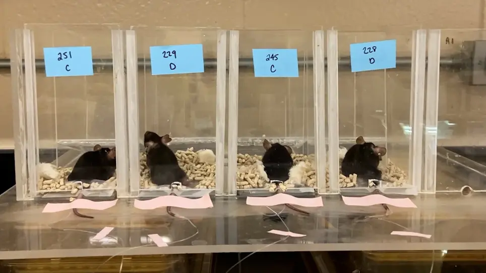 Evaluation of Hepatic Glucose Production in a Polycystic Ovary Syndrome Mouse Model