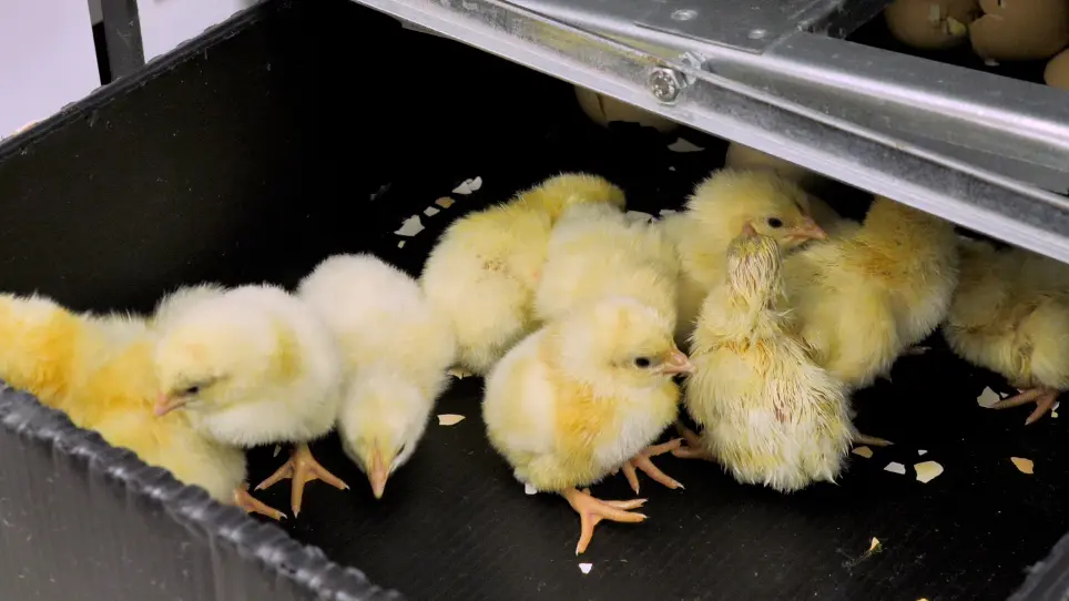<em>In Ovo</em> Feeding of Commercial Broiler Eggs: An Accurate and Reproducible Method to Affect Muscle Development and Growth