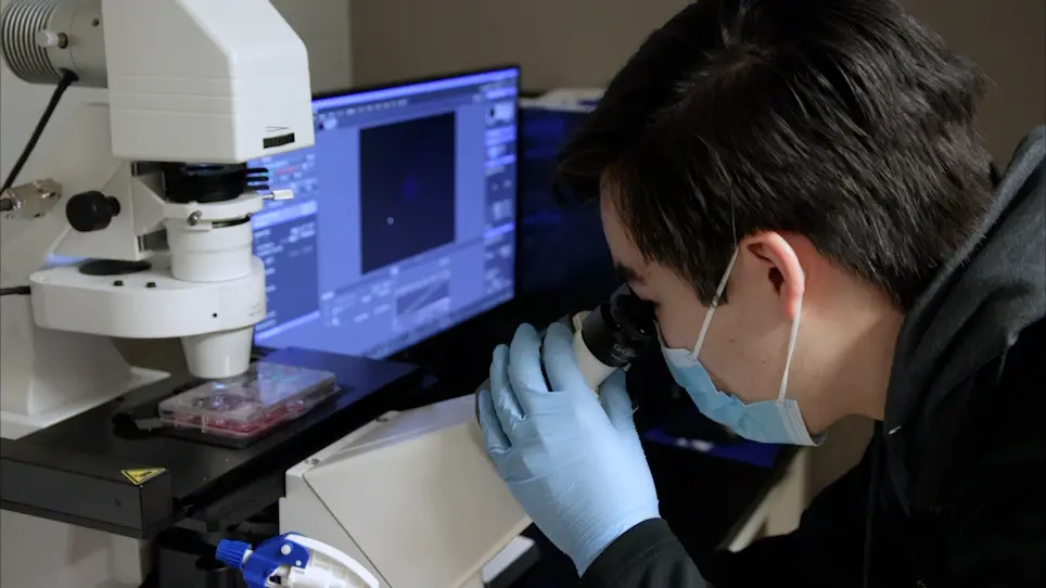 Area-based Image Analysis Algorithm for Quantification of Macrophage-fibroblast Cocultures