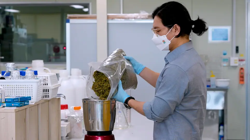 Ultrasonic-Assisted Extraction of Cannabidiolic Acid from <em>Cannabis</em> Biomass