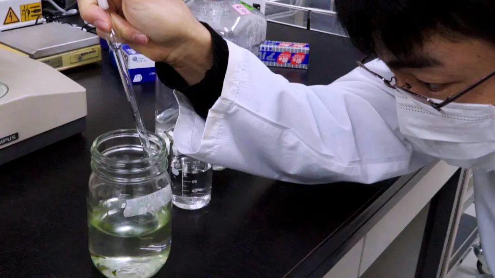 Measuring Photophysiology of Attached Stage of <em>Colacium</em> sp. by a Cuvette-Type Fast Repetition Rate Fluorometer