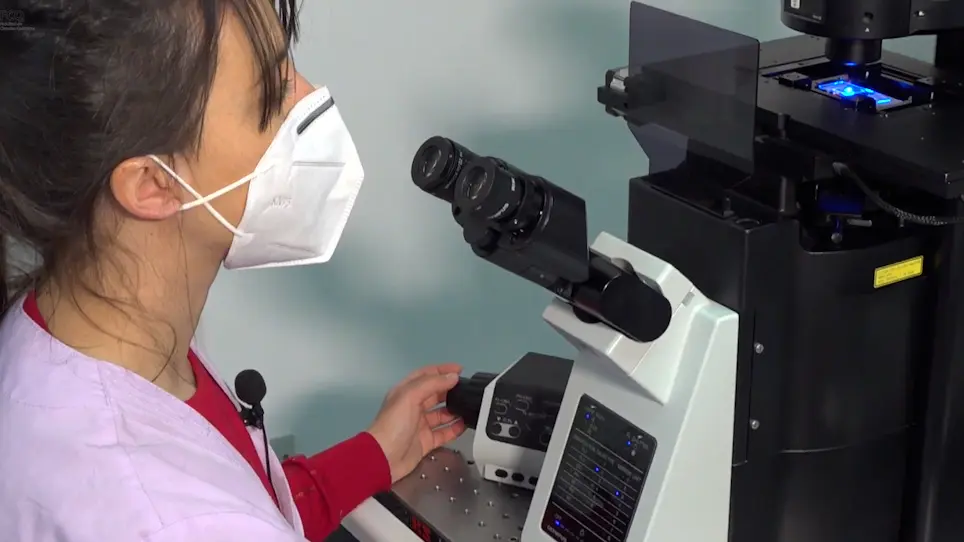 Quantification of Vascular Parameters in Whole Mount Retinas of Mice with Non-Proliferative and Proliferative Retinopathies