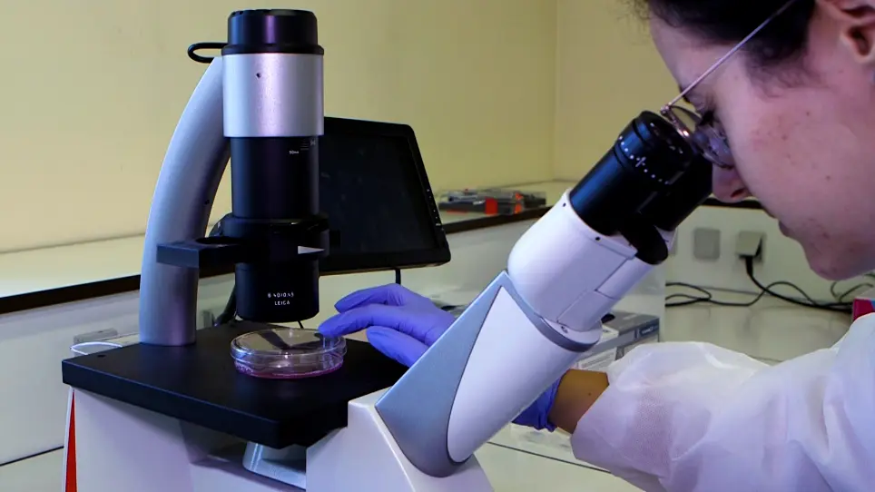 A Triple Culture Cell System Modeling the Human Blood-Brain Barrier