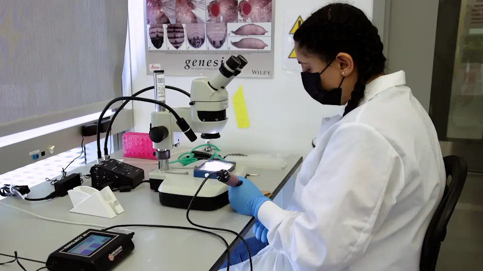 <em>Drosophila melanogaster</em> Larva Injection Protocol