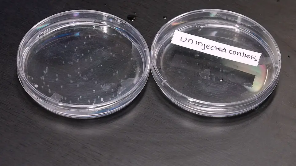 Determining the Role of Maternally-Expressed Genes in Early Development with Maternal Crispants