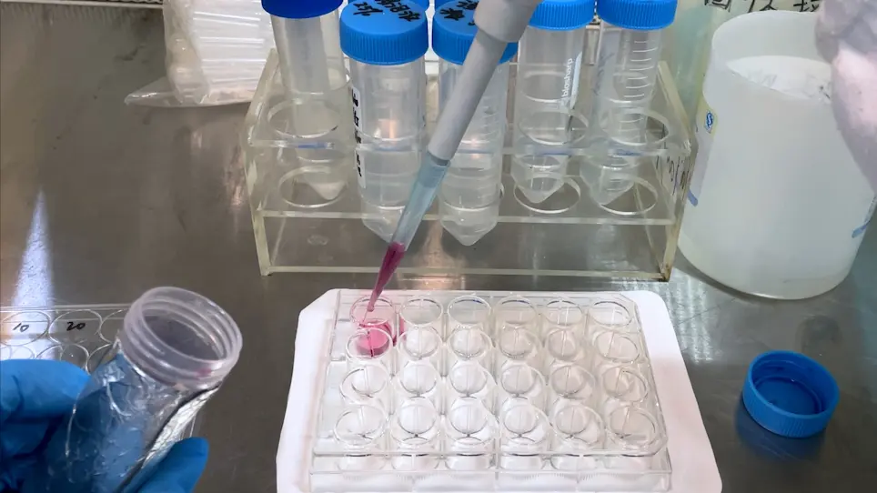 Using Alizarin Red Staining to Detect Chemically Induced Bone Loss in Zebrafish Larvae