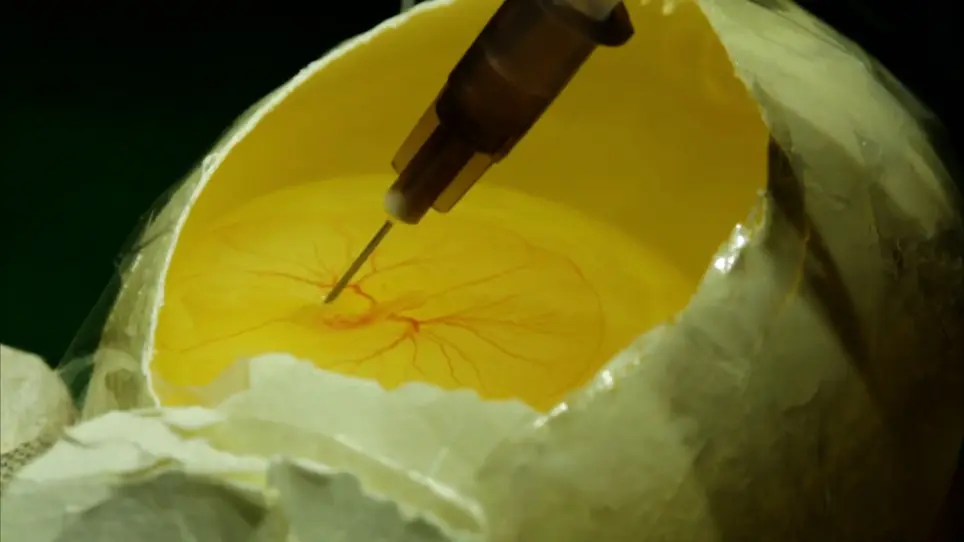 Generation of Hook Ischemia-Reperfusion Model using a Three-Day Developing Chick Embryo