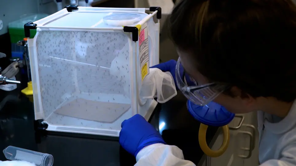 Topical Application Bioassay to Quantify Insecticide Toxicity for Mosquitoes and Fruit Flies
