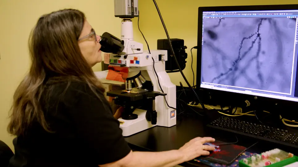 Rapid Golgi Stain for Dendritic Spine Visualization in Hippocampus and Prefrontal Cortex