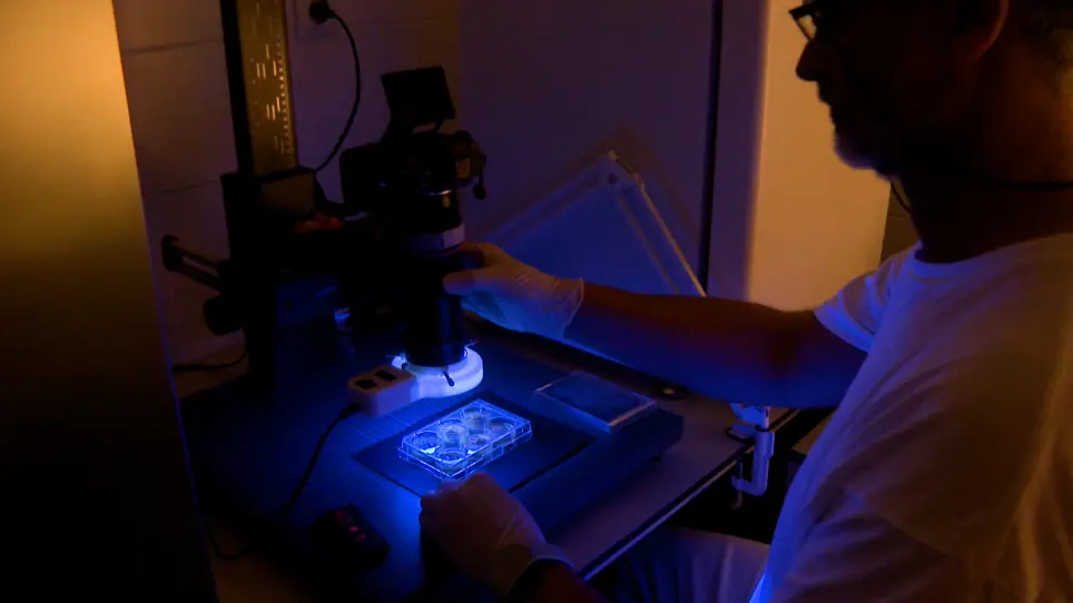 Quail Chorioallantoic Membrane - A Tool for Photodynamic Diagnosis and Therapy