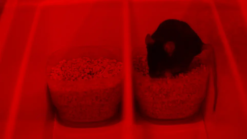 Assessment of Mouse Judgment Bias through an Olfactory Digging Task
