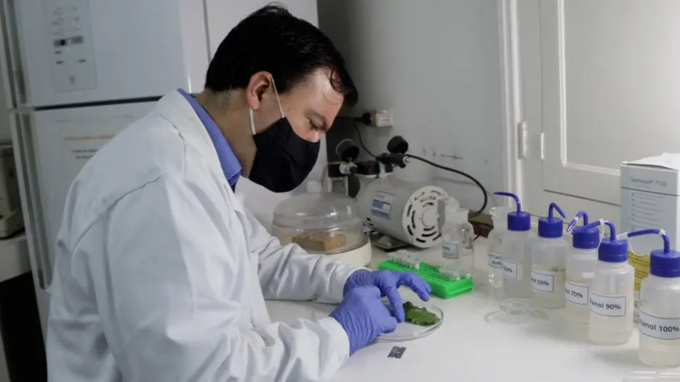 Double-Staining Method to Detect Pectin in Plant-Fungus Interaction