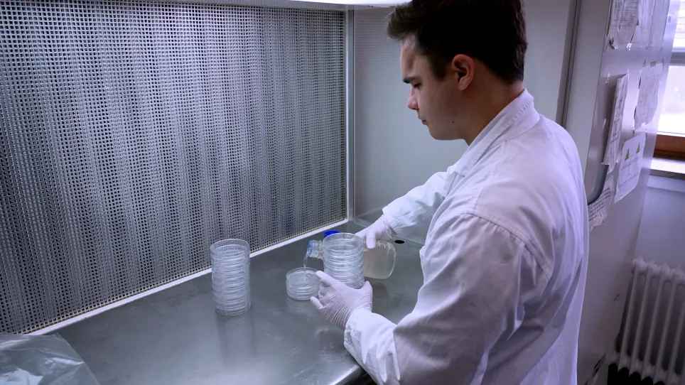 Inoculation Strategies to Infect Plant Roots with Soil-Borne Microorganisms