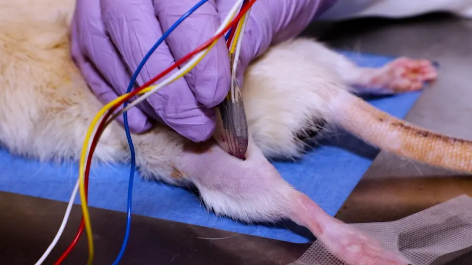 Performing <em>In Vivo</em> and <em>Ex Vivo</em> Electrical Impedance Myography in Rodents
