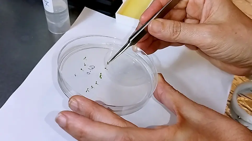 Atomic Force Microscopy to Study the Physical Properties of Epidermal Cells of Live <em>Arabidopsis</em> Roots