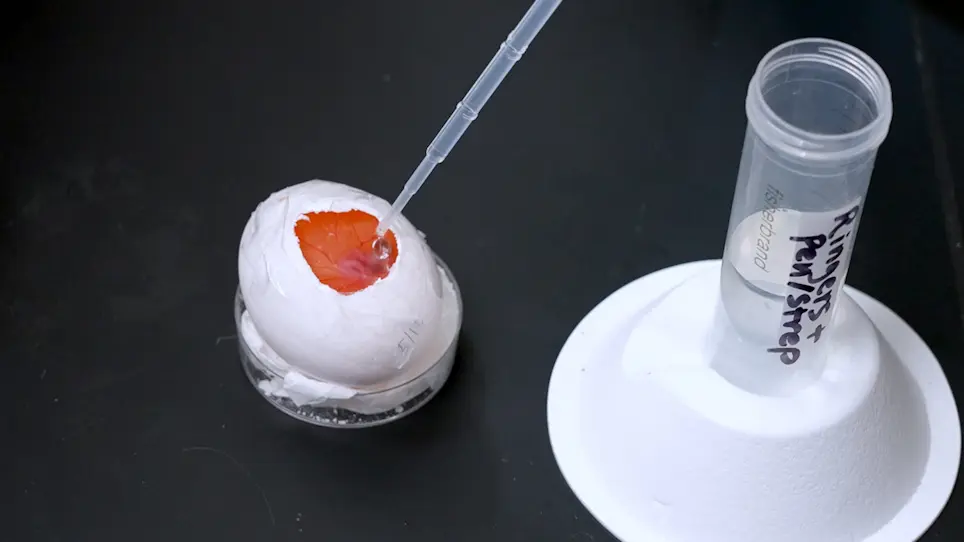 Investigating Scarless Tissue Regeneration in Embryonic Wounded Chick Corneas
