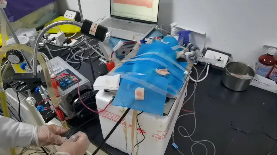 Establishment of Deep Hypothermic Circulatory Arrest in Rats