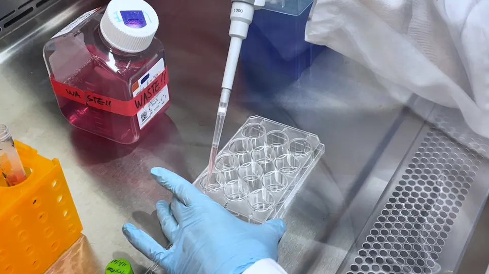 Primary Cell Cultures to Study the Regeneration Potential of Murine M&#252;ller Glia after MicroRNA Treatment