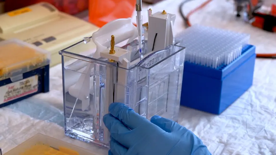 CRISPR Gene Editing Tool for MicroRNA Cluster Network Analysis