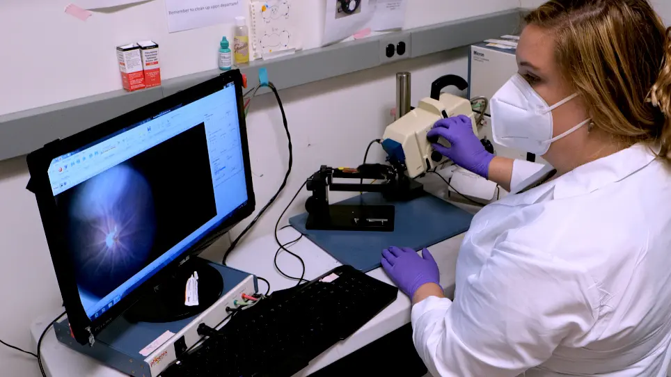 <em>In Vivo</em> Vascular Injury Readouts in Mouse Retina to Promote Reproducibility