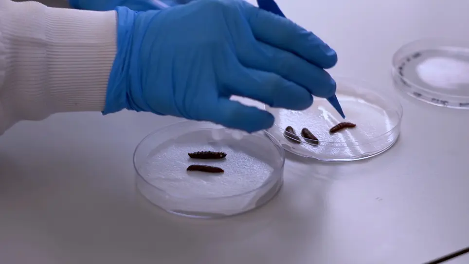 Culturing and Genetically Manipulating Entomopathogenic Nematodes
