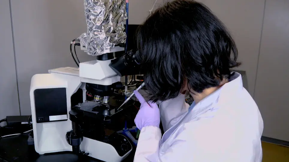 Observation of Photobehavior in <em>Chlamydomonas reinhardtii</em>