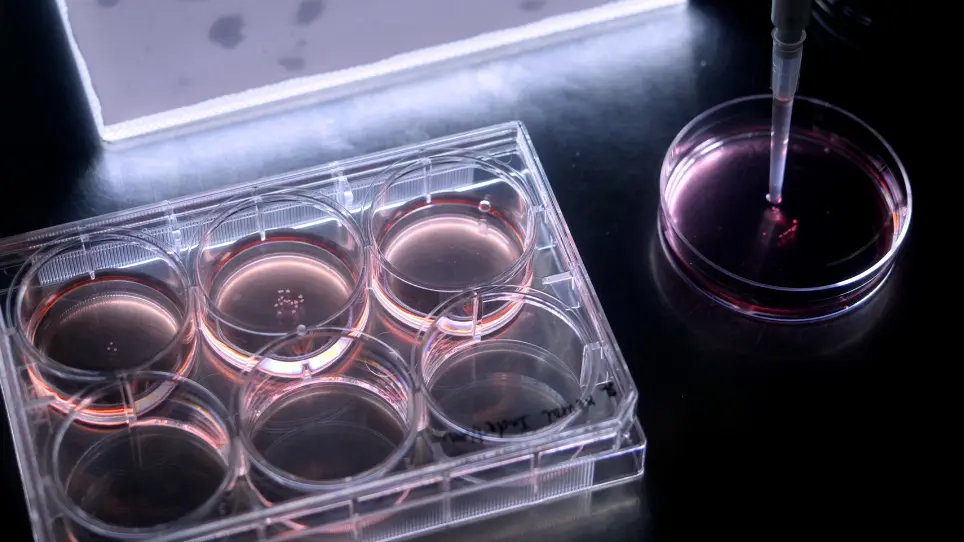 Facilitating Cerebral Organoid Culture <em>via</em> Lateral Soft Light Illumination
