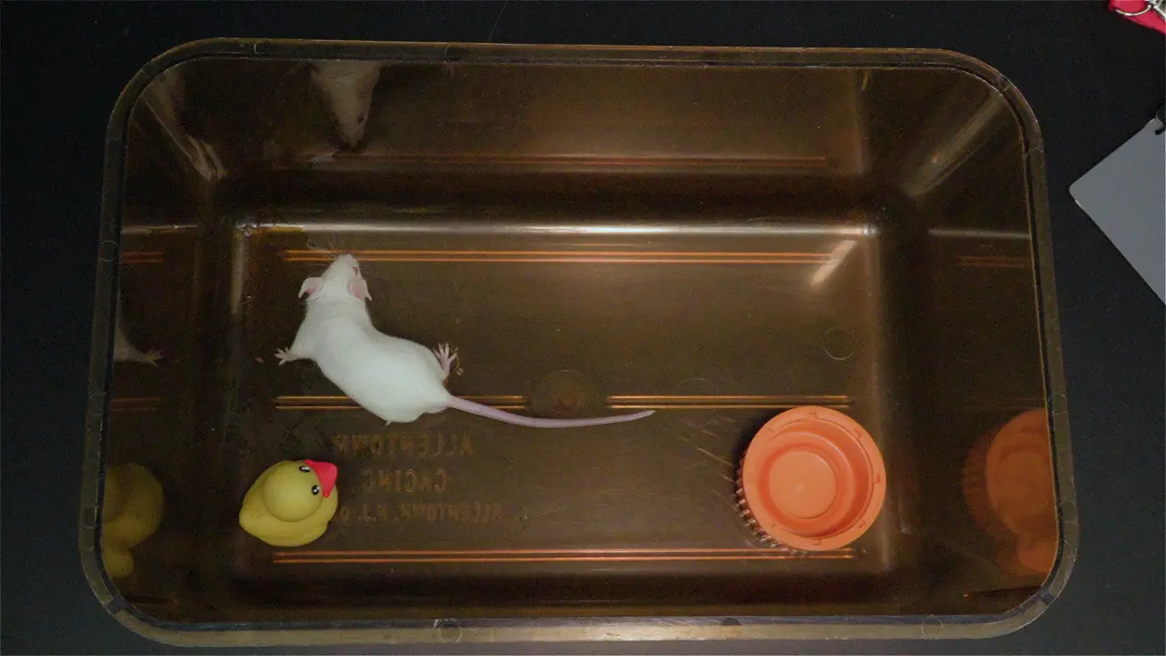 Urokinase-type Plasminogen Activator-induced Mouse Back Pain Model