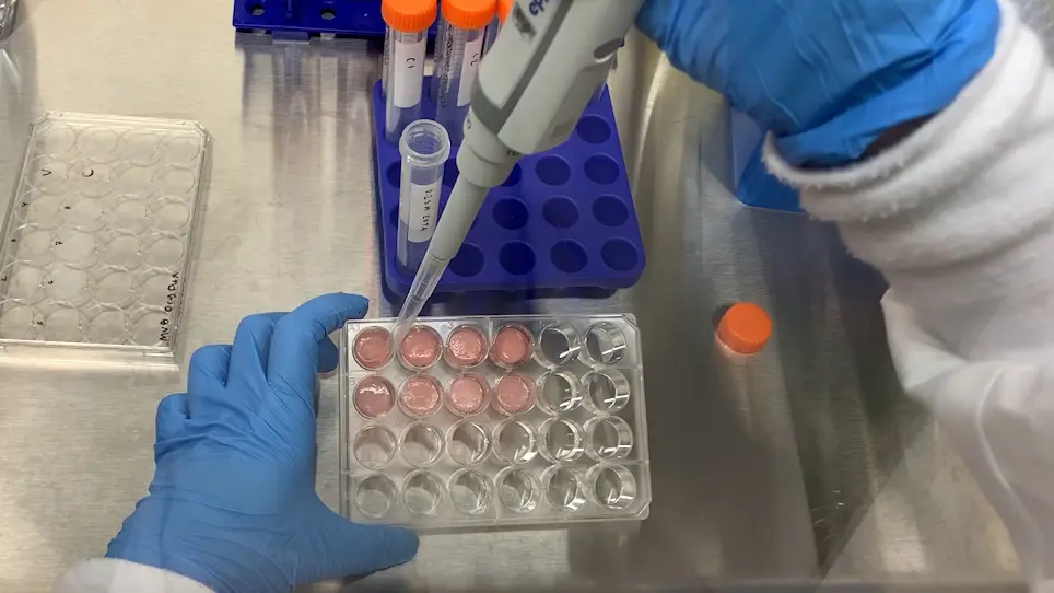 Fabrication and Use of Dry Macroporous Alginate Scaffolds for Viral Transduction of T Cells