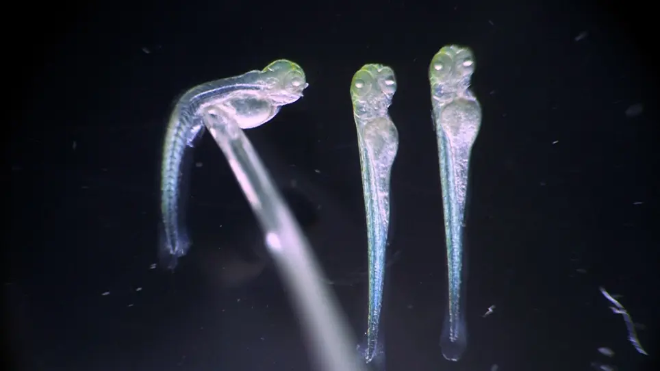 Live Imaging of Microtubule Dynamics in Glioblastoma Cells Invading the Zebrafish Brain