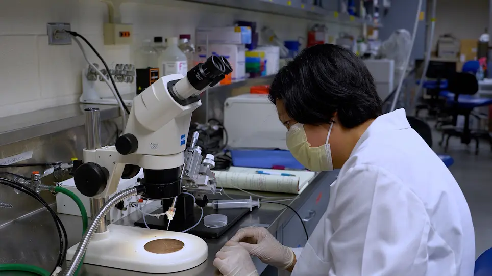 Testing Epithelial Permeability in Fetal Tissue-Derived Enteroids